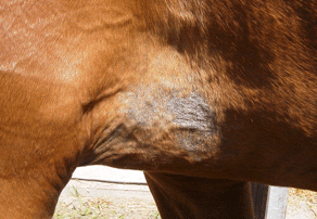 Pilzbefall Pferd Behandeln